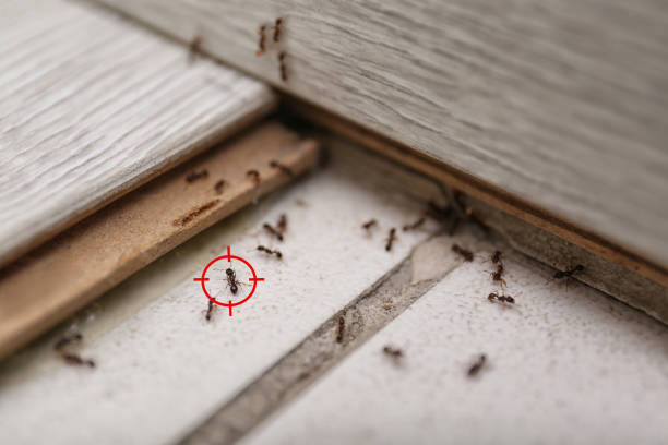 Best Flea Control Services  in Carolina Beach, NC