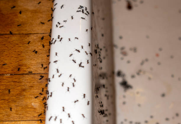 Pest Control for Restaurants in Carolina Beach, NC