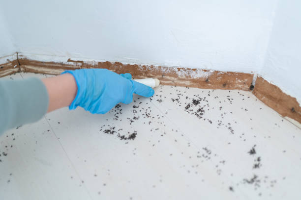 Best Residential Pest Control  in Carolina Beach, NC
